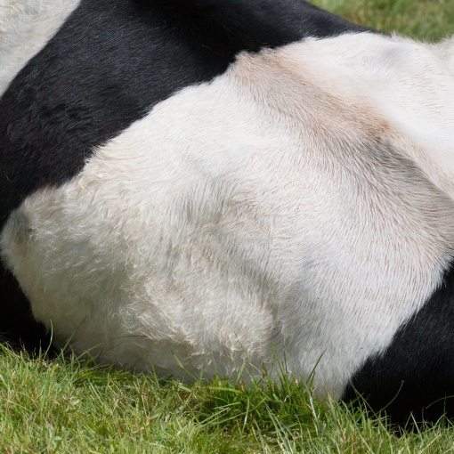 Friesian cow, Trelissick Gardens, Cornwall.