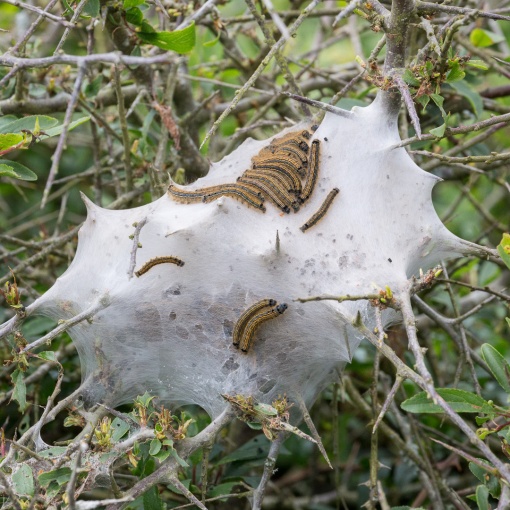 Web of the Lackey moth, Portreath, Cornwall.