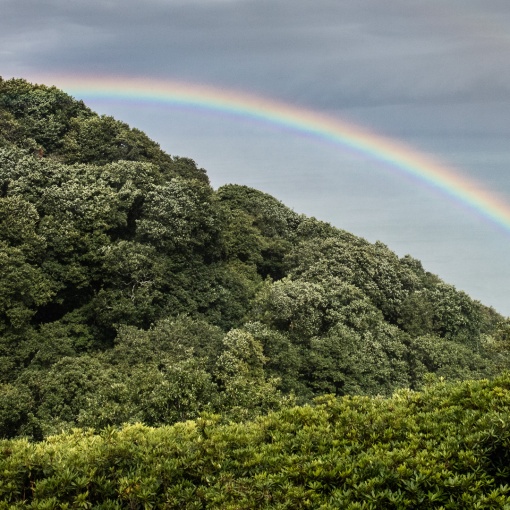 Rainbow over Culbone Wood, Somerset.